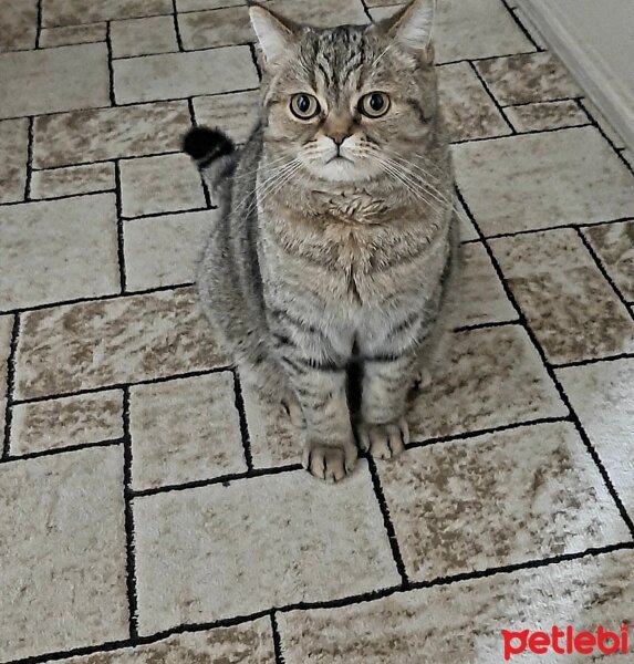 British Shorthair, Kedi  Mars fotoğrafı