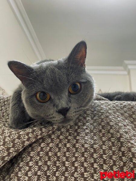 British Shorthair, Kedi  Miya fotoğrafı