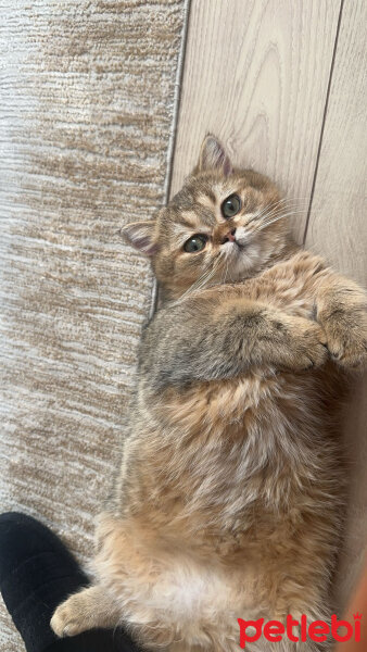 British Shorthair, Kedi  latte fotoğrafı