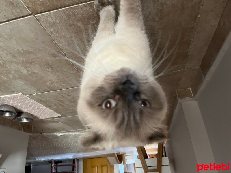 Scottish Fold, Kedi  scottie fotoğrafı