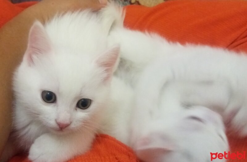 British Longhair, Kedi  Şuri fotoğrafı