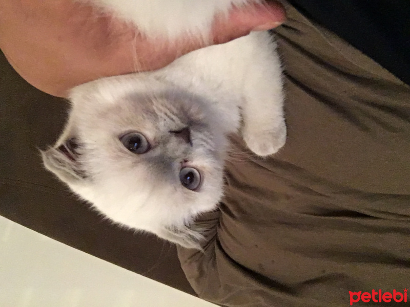 Scottish Fold, Kedi  Gırgır fotoğrafı