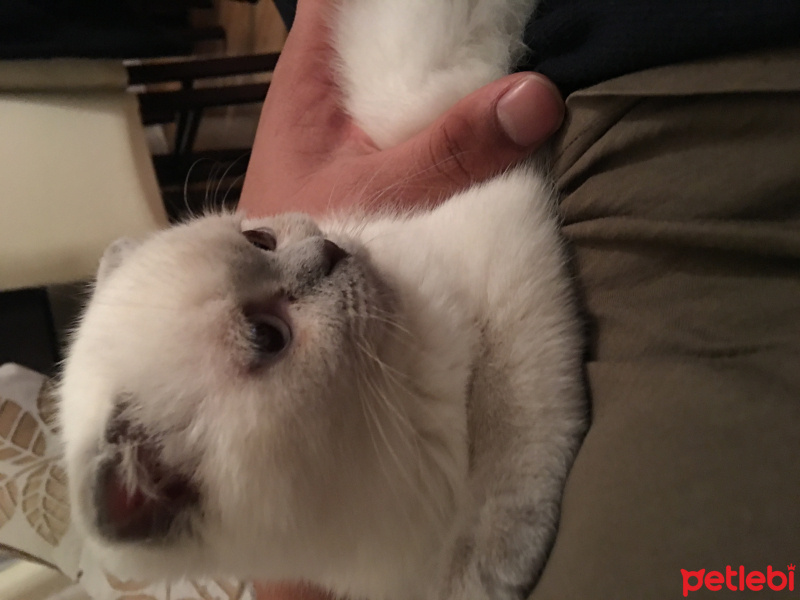 Scottish Fold, Kedi  Gırgır fotoğrafı