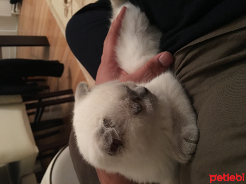 Scottish Fold, Kedi  Gırgır fotoğrafı