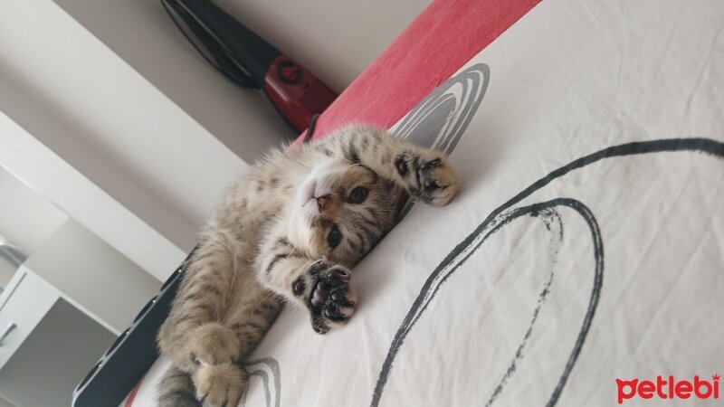 Scottish Fold, Kedi  Lora fotoğrafı