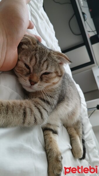 Scottish Fold, Kedi  Lora fotoğrafı