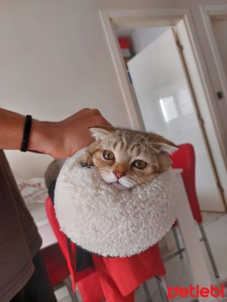 Scottish Fold, Kedi  Lora fotoğrafı