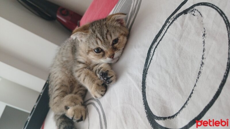 Scottish Fold, Kedi  Lora fotoğrafı