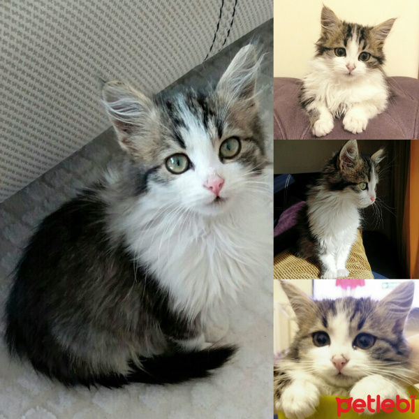 Tekir Kedi, Kedi  Badem fotoğrafı