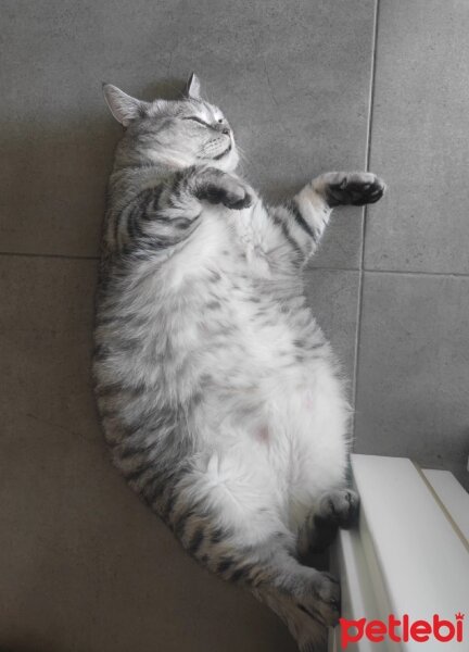 British Shorthair, Kedi  Fıstık fotoğrafı