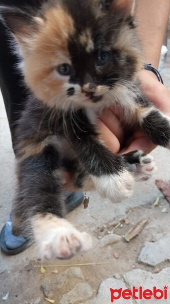 Himalayan, Kedi  İzzet fotoğrafı