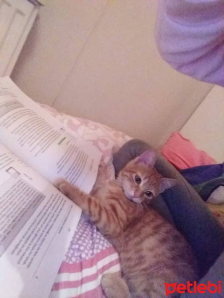 Tekir Kedi, Kedi  Behlül fotoğrafı