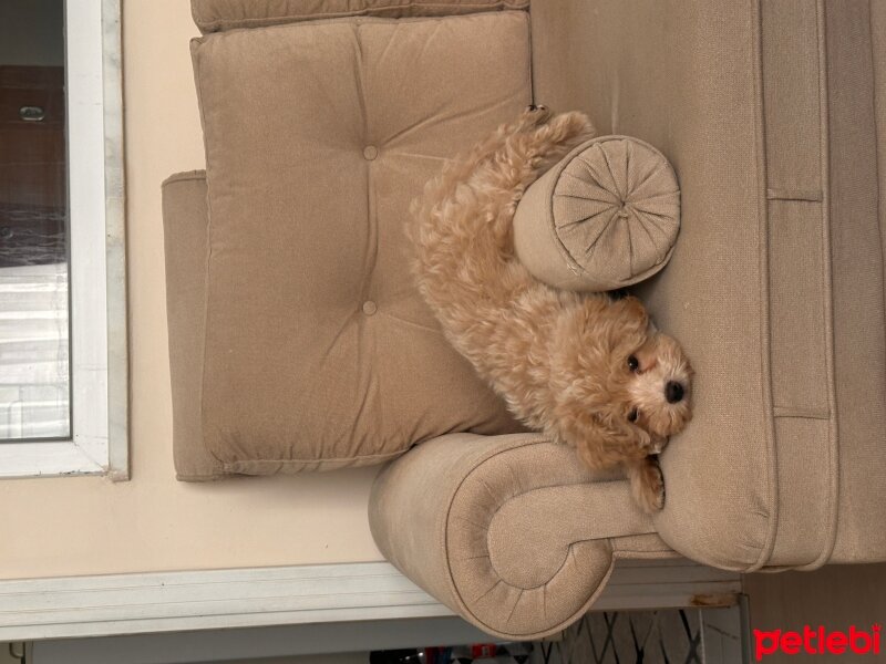 Maltese, Köpek  Rudy fotoğrafı