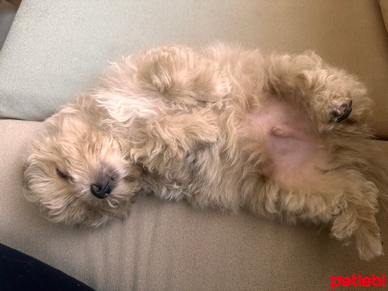 Maltese, Köpek  Rudy fotoğrafı