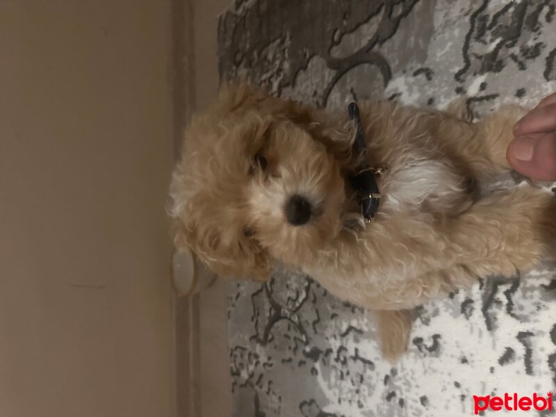 Maltese, Köpek  Rudy fotoğrafı