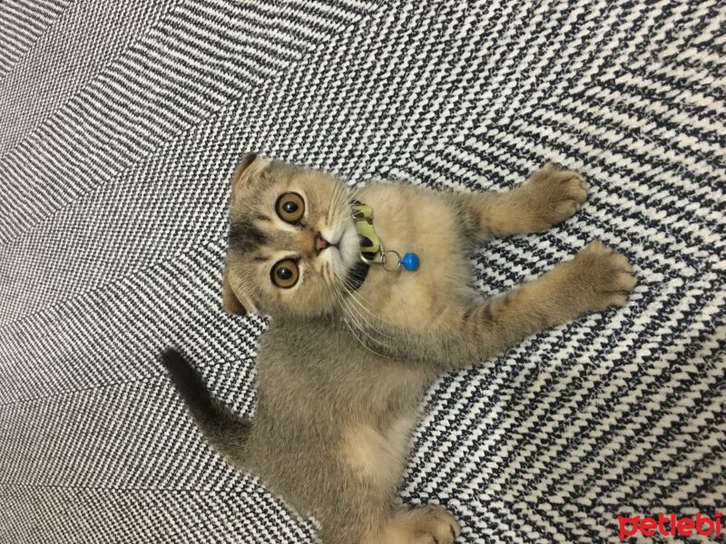 Scottish Fold, Kedi  Pars fotoğrafı