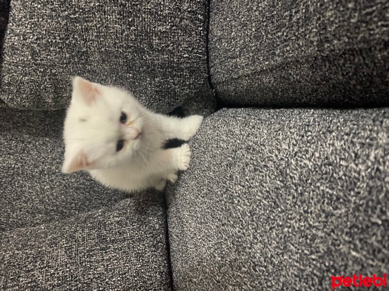 British Shorthair, Kedi  Mia fotoğrafı