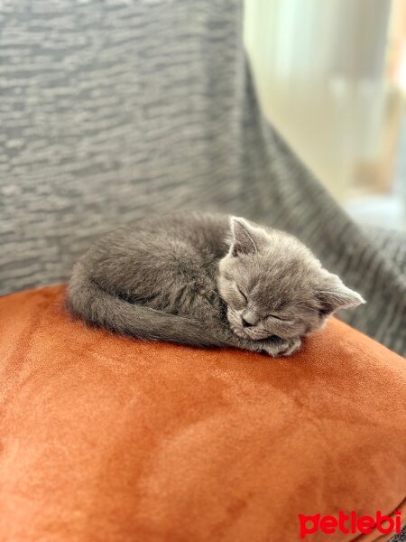 British Shorthair, Kedi  Cabbar fotoğrafı