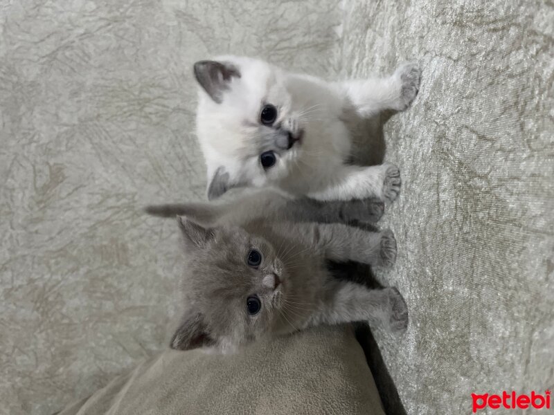 British Shorthair, Kedi  ismi yok sahiplendiriyorum fotoğrafı