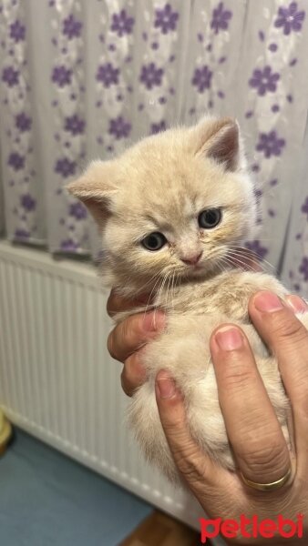 British Shorthair, Kedi  Minik Dostlarıma Yeni Yuva fotoğrafı