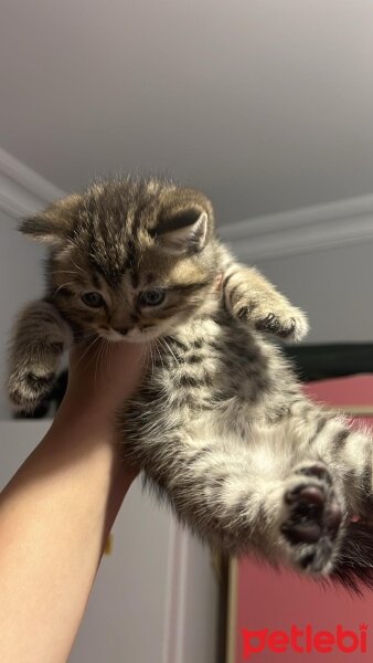 British Shorthair, Kedi  Minik Dostlarıma Yeni Yuva fotoğrafı