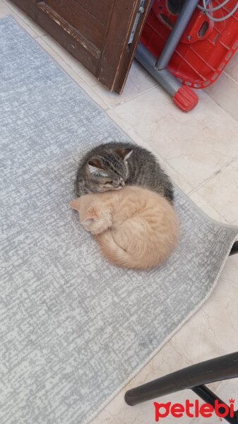 British Shorthair, Kedi  Minik Dostlarıma Yeni Yuva fotoğrafı