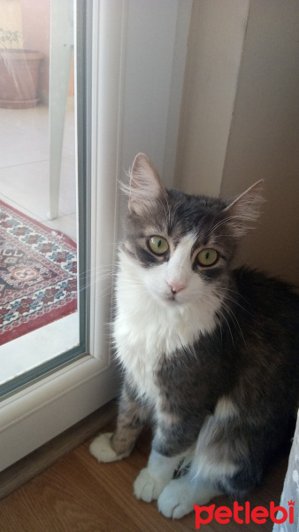 Tekir Kedi, Kedi  Venüs  fotoğrafı