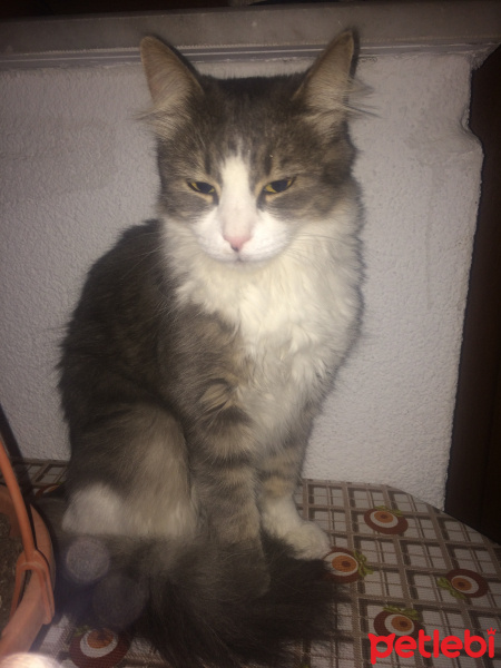Tekir Kedi, Kedi  Venüs  fotoğrafı