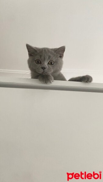 British Shorthair, Kedi  Duman fotoğrafı