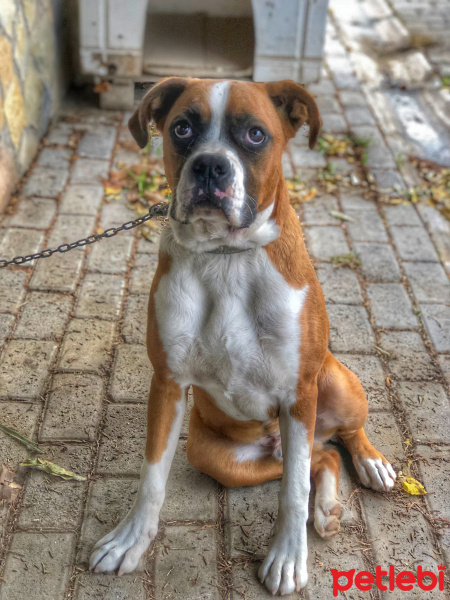 Boxer, Köpek  BOYKA fotoğrafı