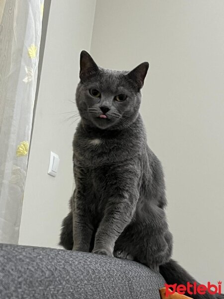 British Shorthair, Kedi  Bal fotoğrafı