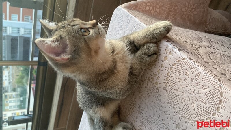 British Shorthair, Kedi  Harley fotoğrafı