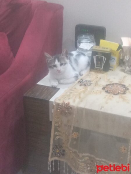 Tekir Kedi, Kedi  Şeker fotoğrafı