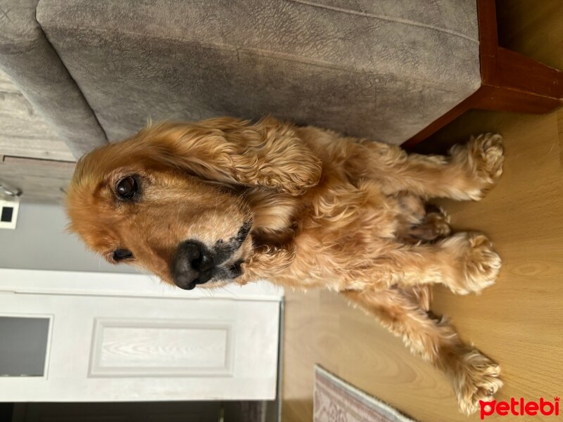 İngiliz Cocker Spaniel, Köpek  Goffy fotoğrafı