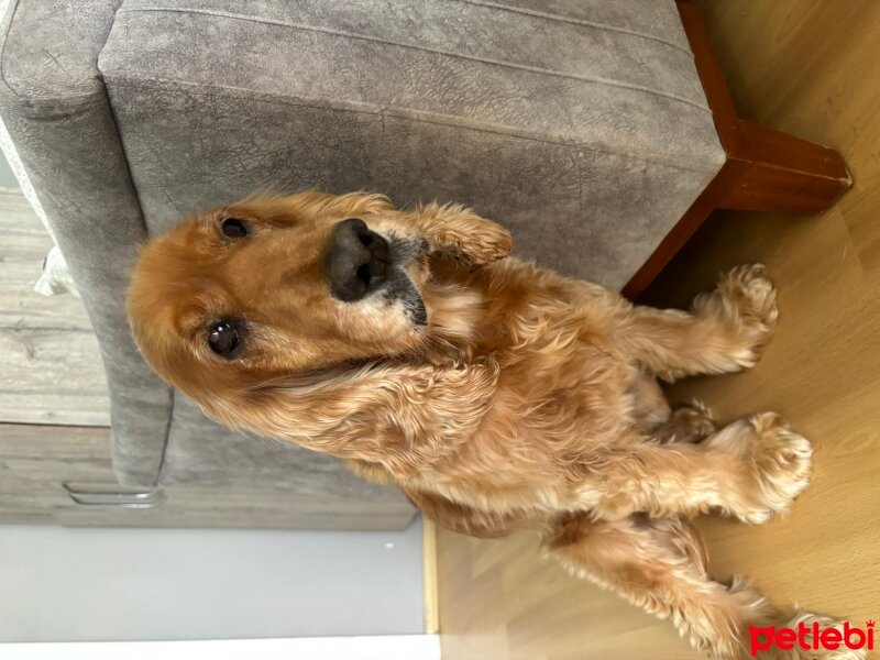 İngiliz Cocker Spaniel, Köpek  Goffy fotoğrafı