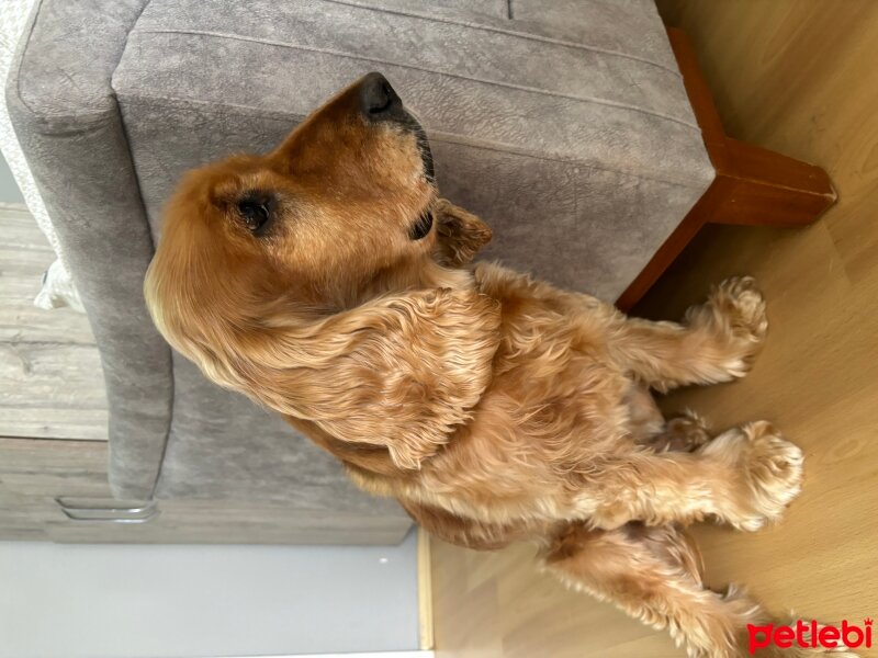 İngiliz Cocker Spaniel, Köpek  Goffy fotoğrafı