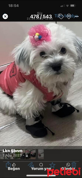 Maltese, Köpek  Kokoş fotoğrafı