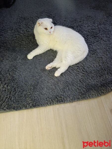 Scottish Fold, Kedi  Luna fotoğrafı