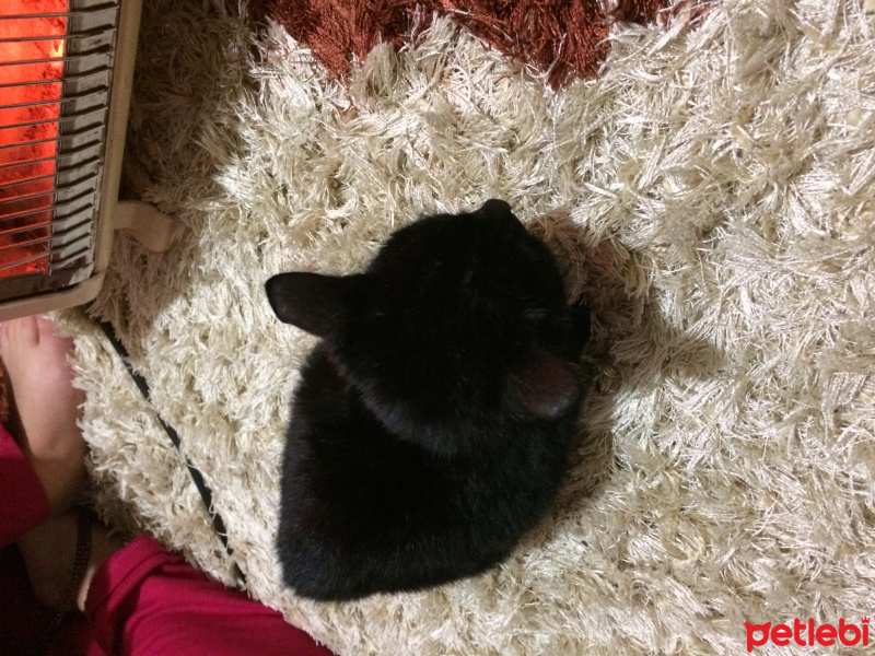 Tekir Kedi, Kedi  Gece fotoğrafı