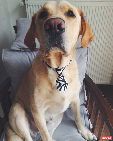 Labrador Retriever, Köpek  Midas fotoğrafı