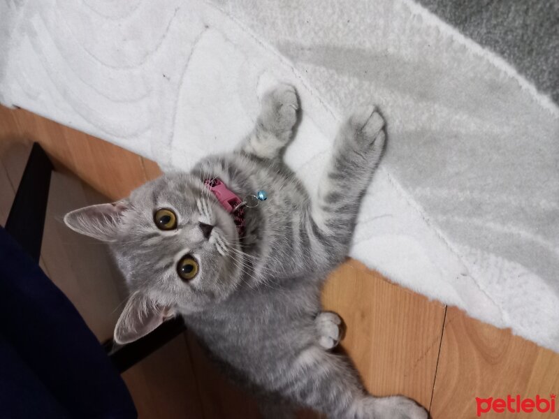 British Shorthair, Kedi  Duman fotoğrafı