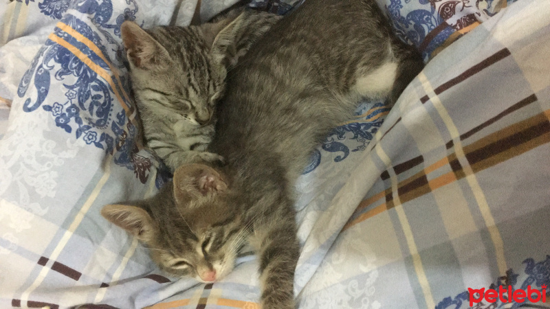 Tekir Kedi, Kedi  Sultan ve cesur fotoğrafı