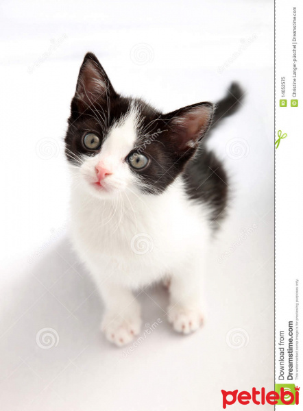 Tuxedo (Smokin) Kedi, Kedi  Mia Müezza fotoğrafı