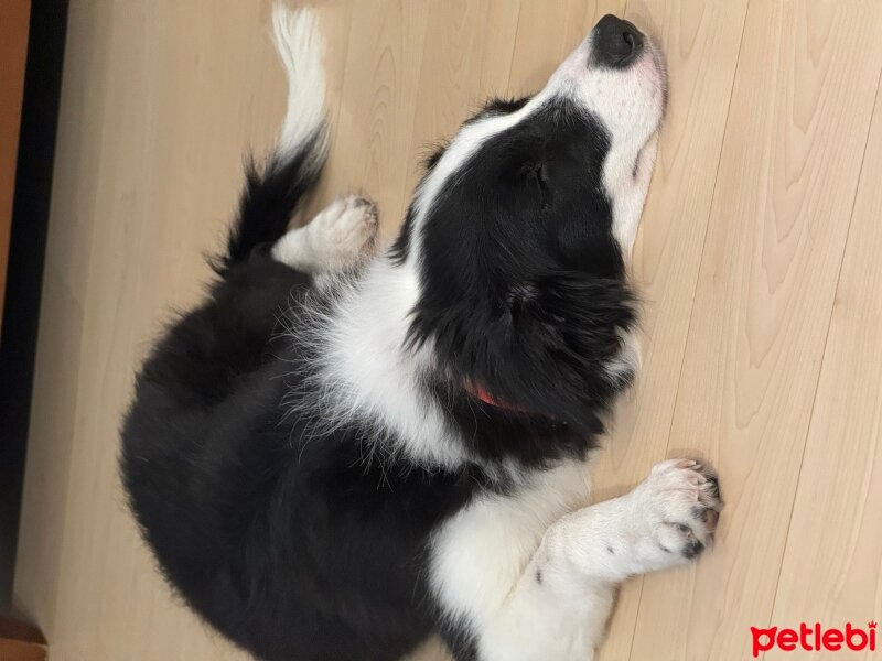 Border Collie, Köpek  Asos fotoğrafı