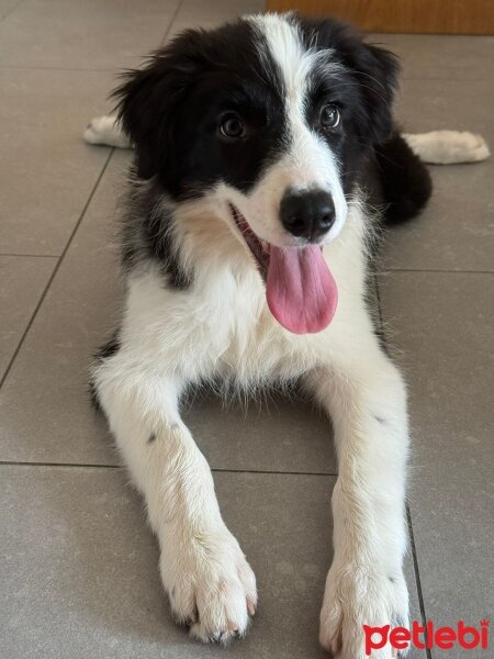 Border Collie, Köpek  Asos fotoğrafı