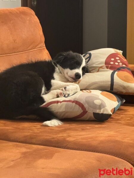 Border Collie, Köpek  Asos fotoğrafı