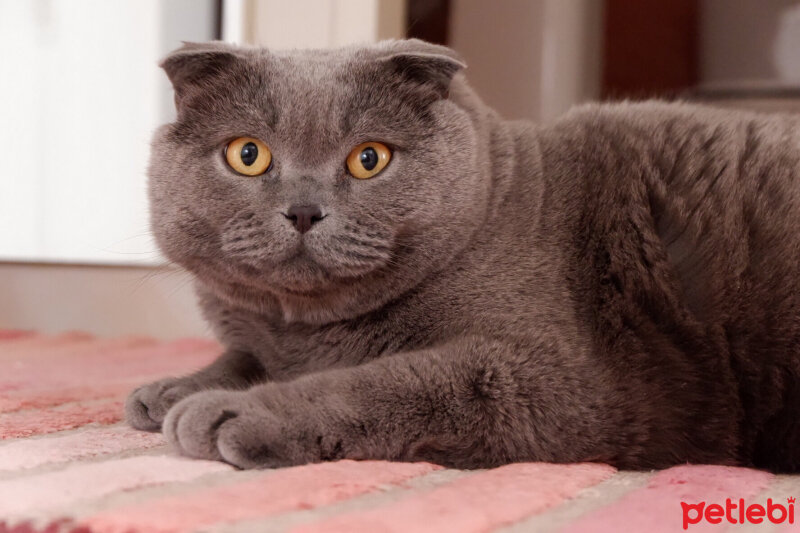 Scottish Fold, Kedi  Cesiko fotoğrafı