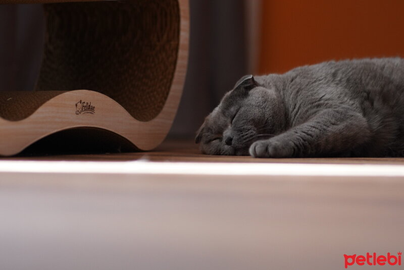 Scottish Fold, Kedi  Cesiko fotoğrafı