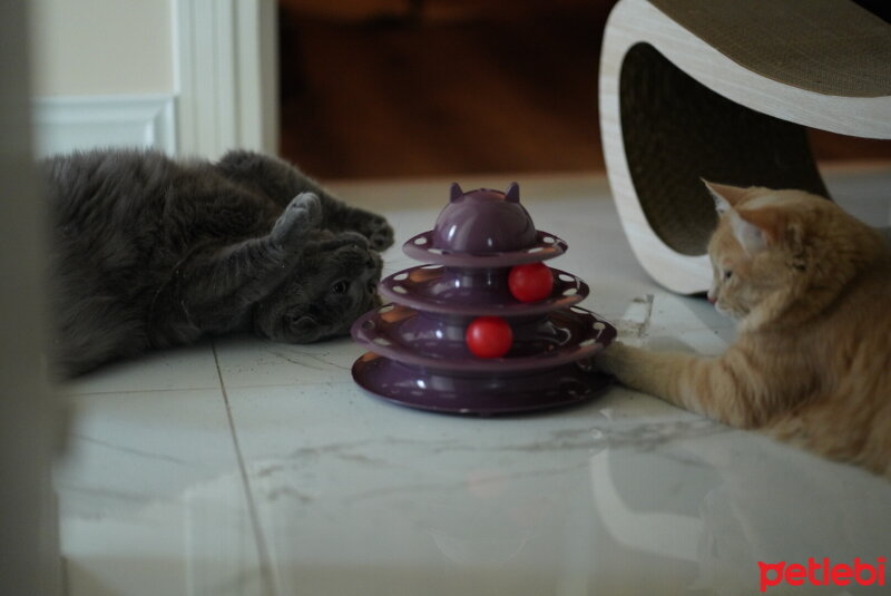 Scottish Fold, Kedi  Cesiko fotoğrafı