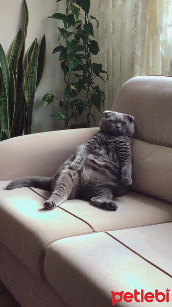 Scottish Fold, Kedi  Cesiko fotoğrafı